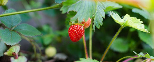 Know Before You Grow: Strawberries