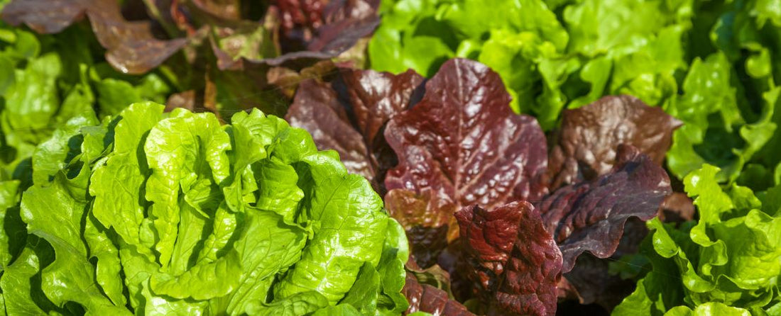 The Top 10 Companion Plants for Lettuce (& 5 Foes)