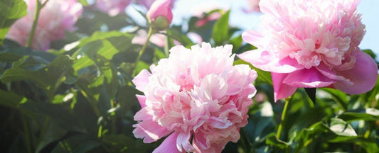 10 Low-Maintenance Plants for Your Garden