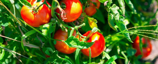 Park's Guide to Main Season Tomatoes