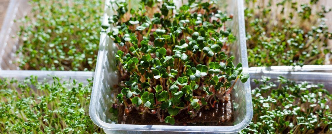 How to Grow Microgreens and Sprouts