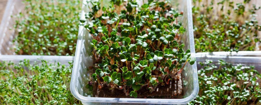 How to Grow Microgreens and Sprouts