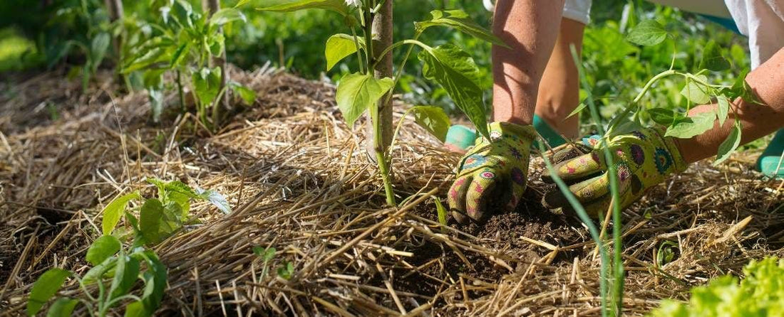 The Gardener’s Essential Guide to Mulching