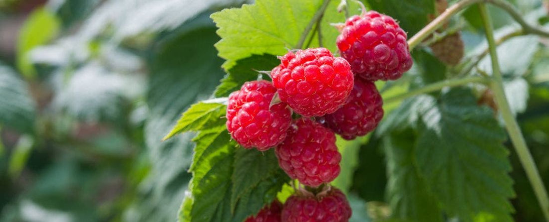 Must-Have Fruit