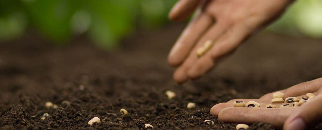 What Vegetable Gardeners Should Know About GMO