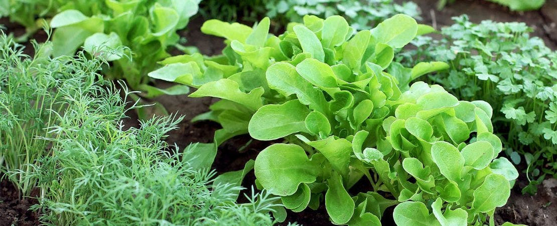 4 Reasons to Shop Only at Non-GMO Seed Companies