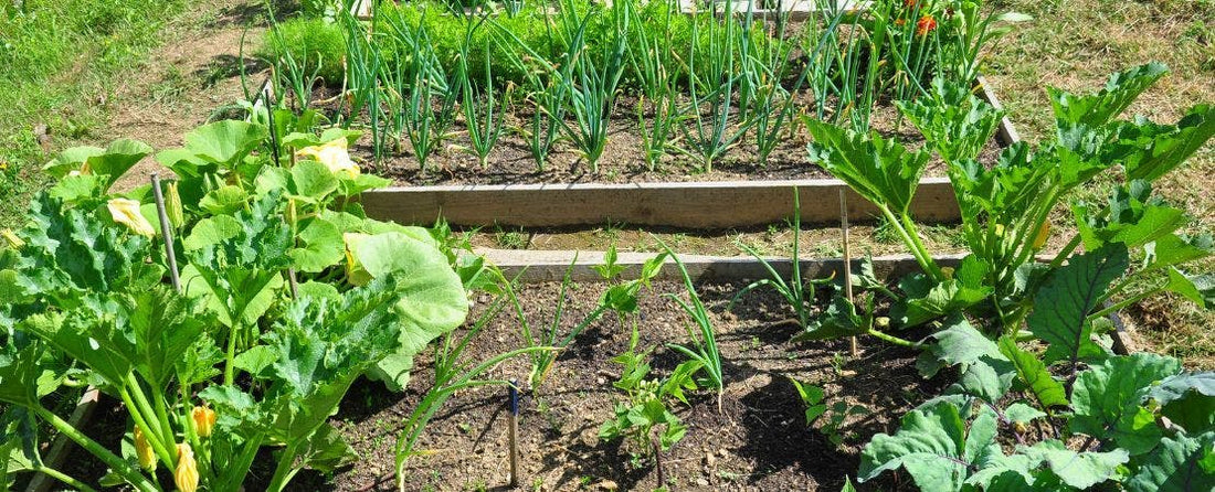 Planning an Organic Garden