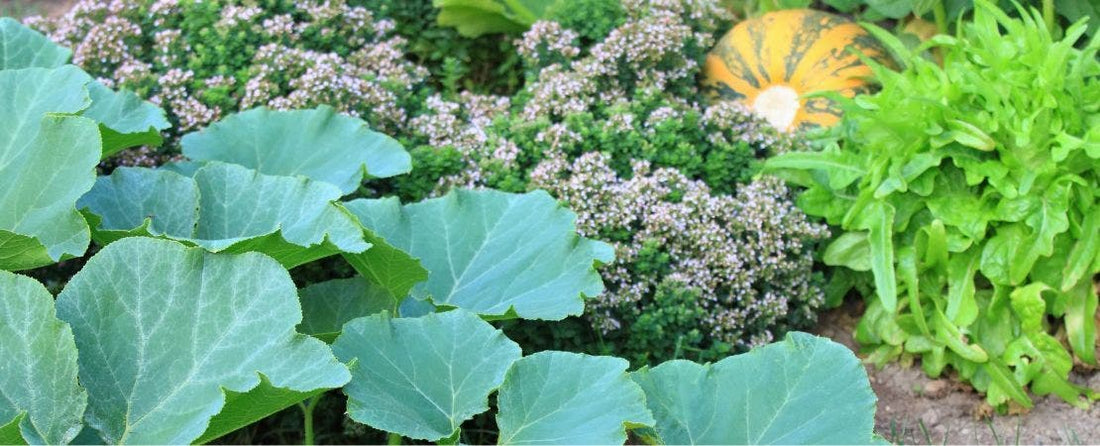 What Is Organic Gardening?