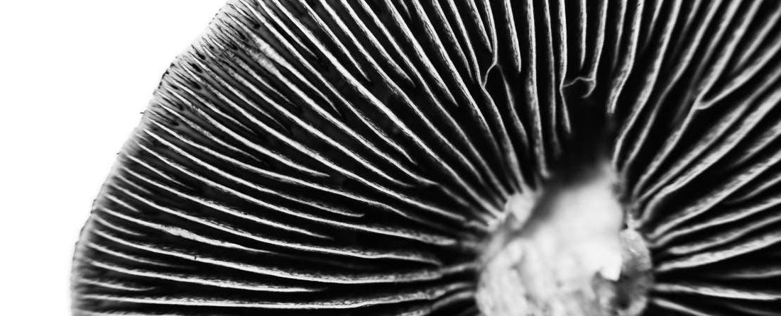 Creating a Spore Print