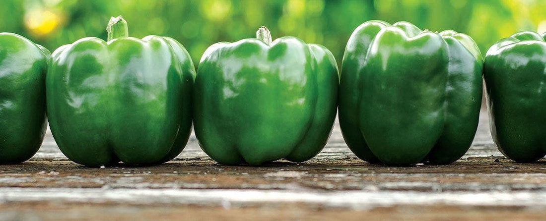 Uncover the Legacy of Park's Whopper Seeds