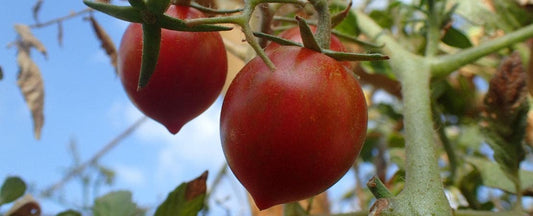 Park's Guide to Paste Tomatoes