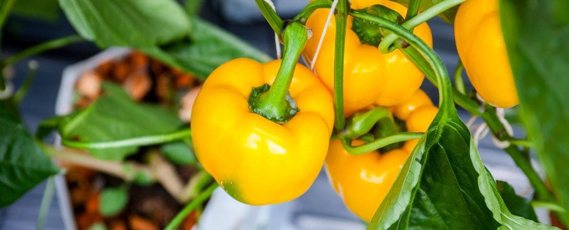 Compadre Pepper Top 12 Pepper Companion Plants (& 3 to Avoid) – Park Seed