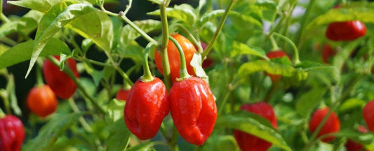 Pepper Plant Disease Abbreviations