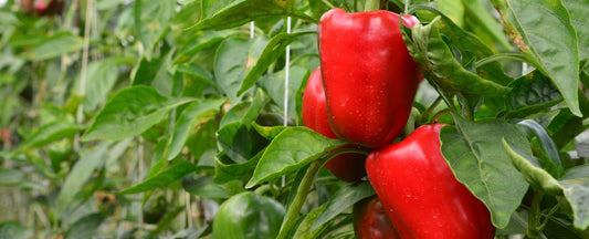 Why Your Pepper Seeds Aren’t Sprouting (And How to Fix It)
