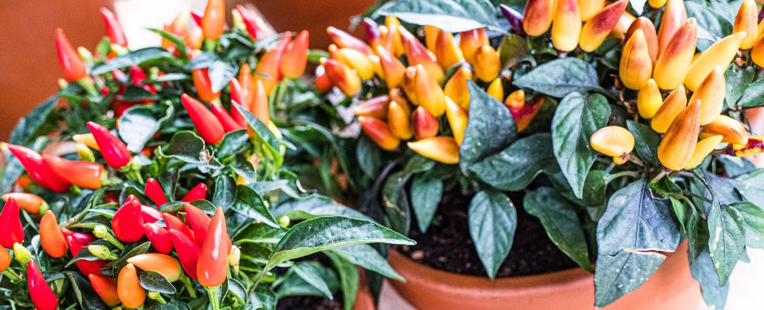 How to Grow Peppers in Containers: Easy Guide for Patios and Small Spaces