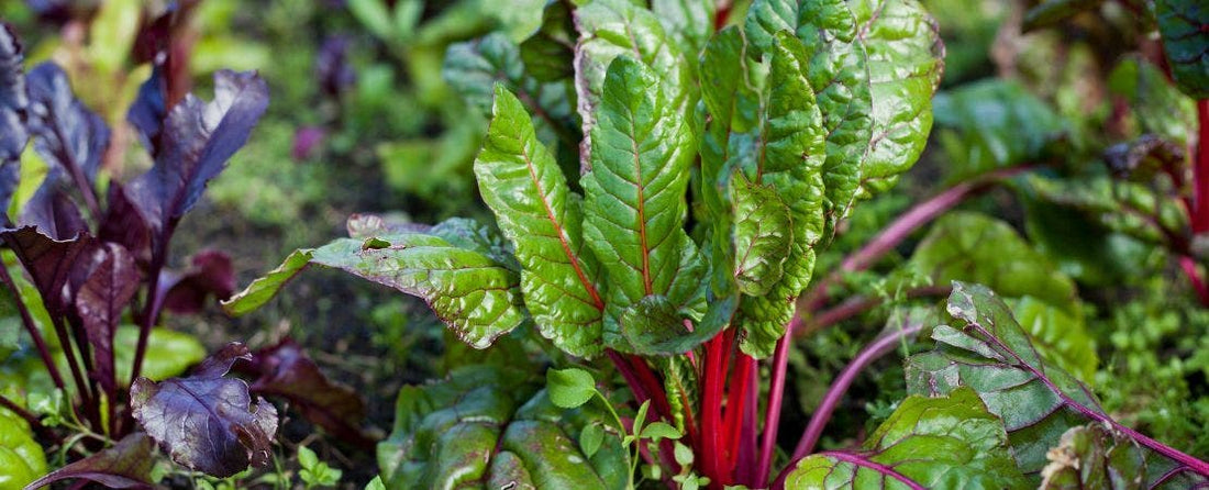 Introduction to Permaculture