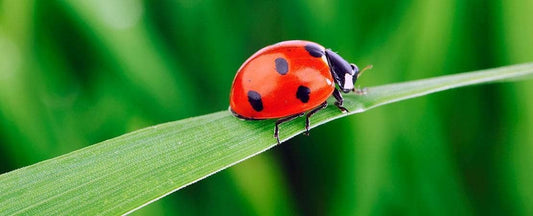 Pest Control in an Organic Garden