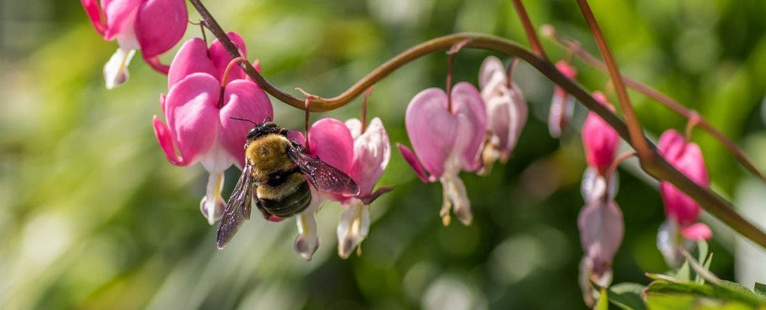 Consider the Pollinators: Don’t Clean Up the Garden Too Early