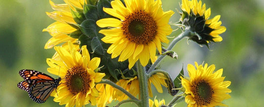 10 Flowers that Attract Hummingbirds and Butterflies
