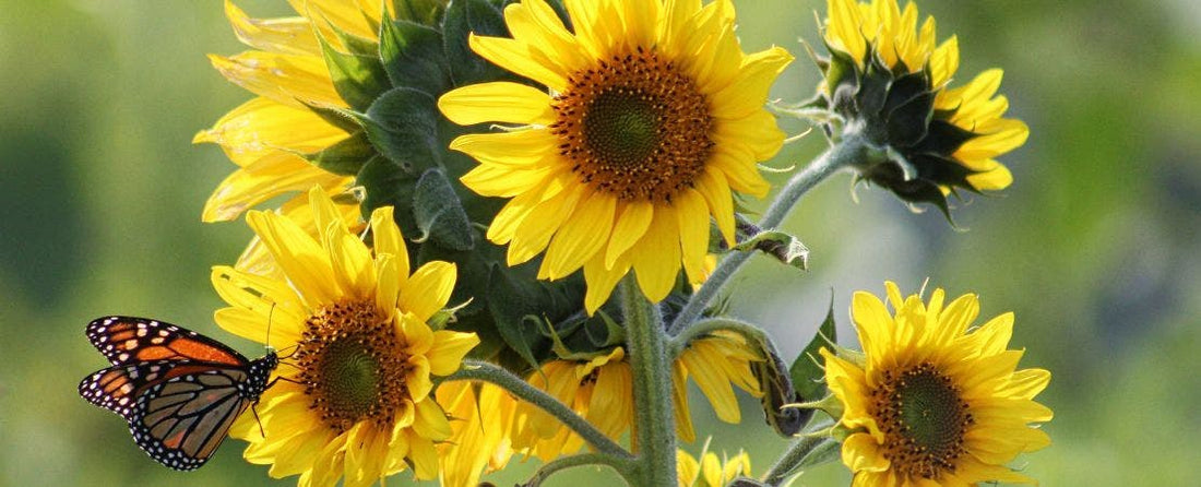 10 Flowers that Attract Hummingbirds and Butterflies