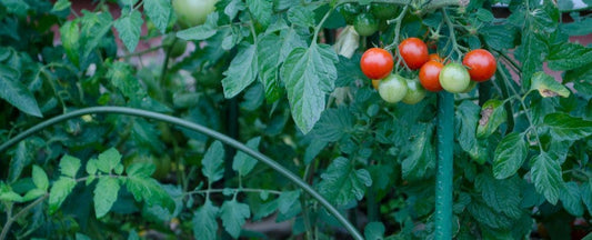 10 Must-Have New Vegetables