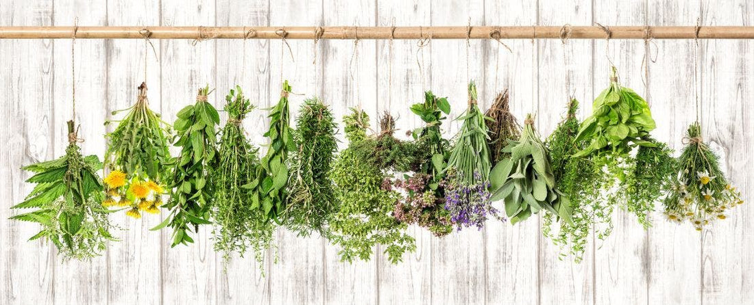 How to Preserve Fresh Herbs
