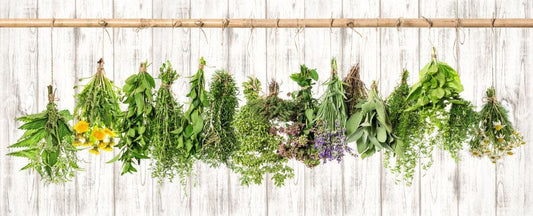 How to Preserve Fresh Herbs