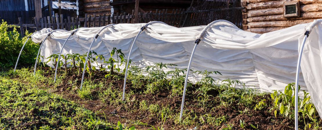 How to Protect Plants from Freezing