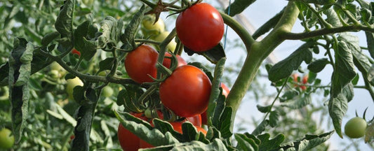 3 Ways to Save a Dying Tomato Plant (And 7 Reasons Why It Happens)