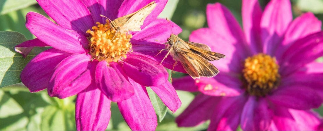 Secret Pollinators