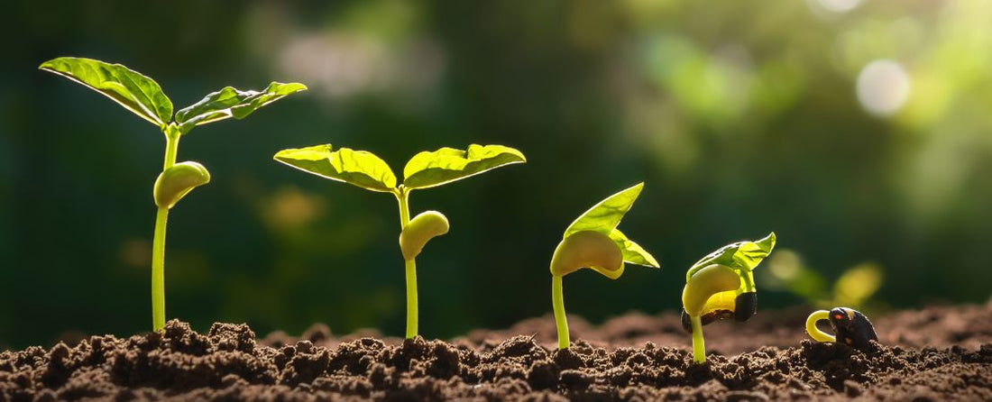 Seed Starting 101: Your Complete Guide to Sowing Seeds Indoors and Out