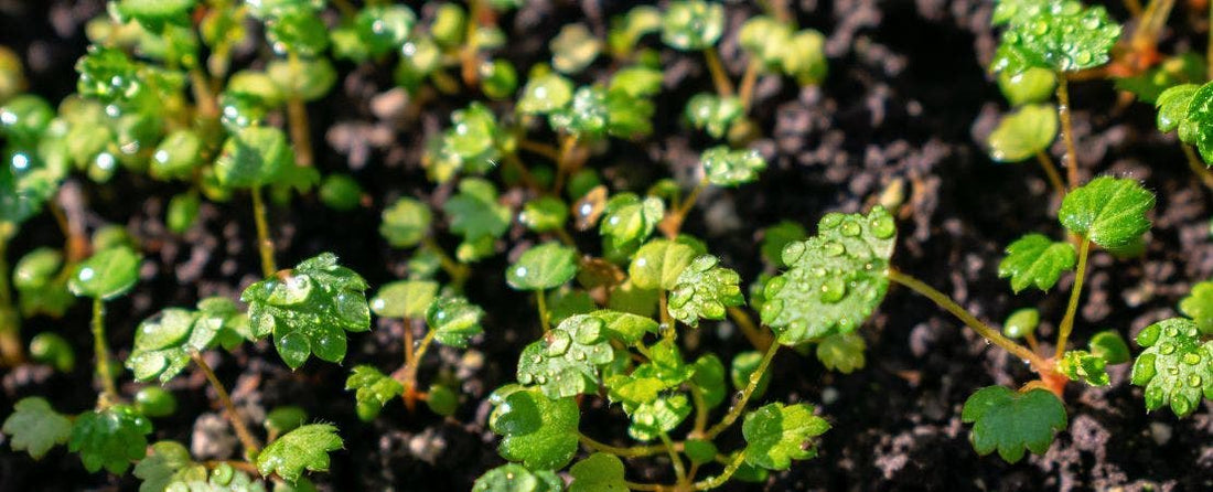 Seed Starting Handbook