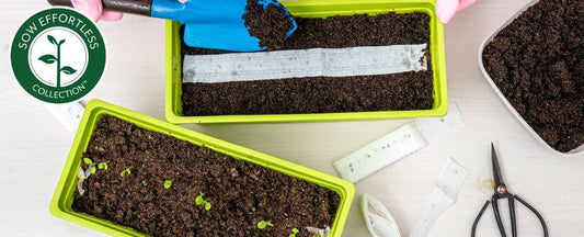 How to Plant Seed Discs, Mats, Tapes, and Kits