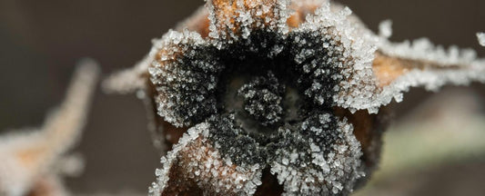 How to Cold Stratify Seeds