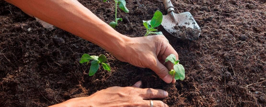 Setting Out Seedlings