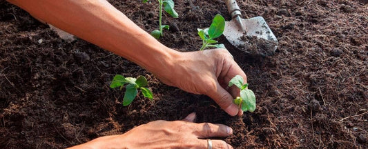 Setting Out Seedlings