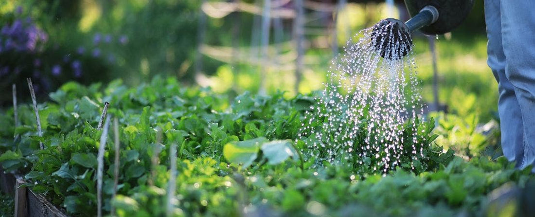 Growing Food in Small Spaces