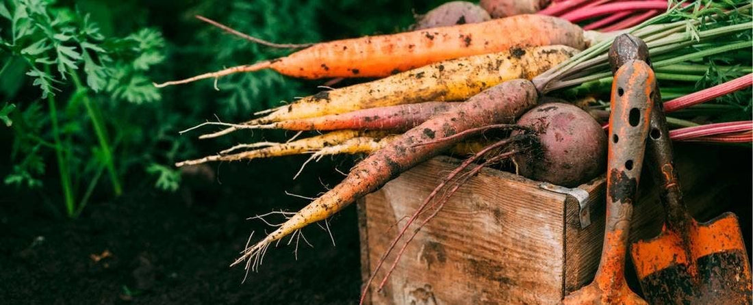 Soil and Fertilizer in an Organic Garden