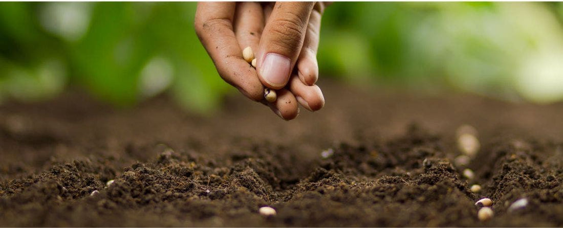 How to Sow Seeds Outdoors