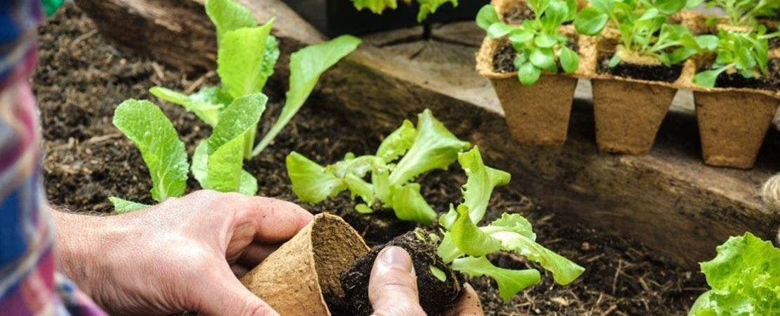 How to Start a Garden for Beginners