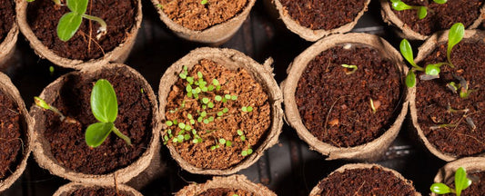 How to Start Seeds Indoors: A Step-by-Step Guide for Growing Strong, Healthy Seedlings
