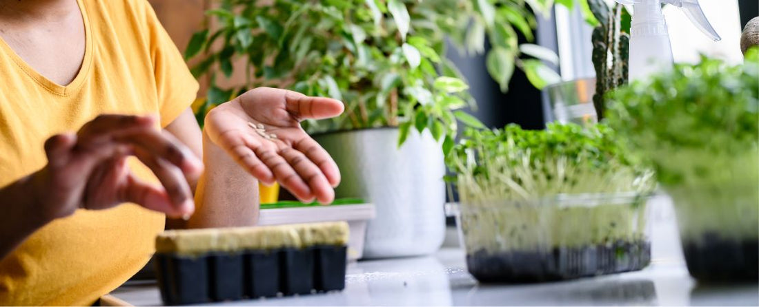 Best Seeds to Start Indoors: Vegetables & Flowers That Benefit from an Early Start