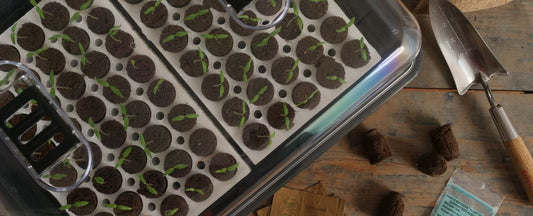 How to Start Seeds Indoors: A Step-by-Step Guide for Growing Strong, Healthy Seedlings
