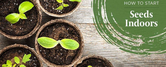 How to Start Seeds Indoors: Early Season Seeds to Start Indoors