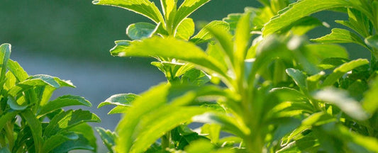 Know Before You Grow: Stevia