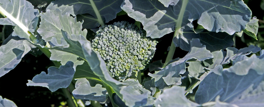 Tips to Store and Prepare Broccoli Harvested from the Garden