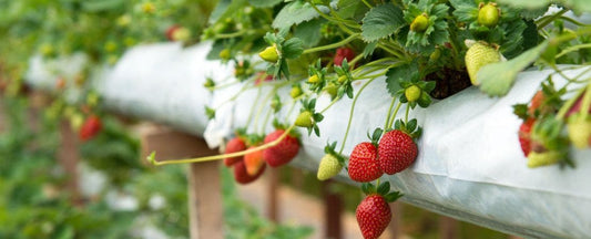What to Do with Strawberry Plants in Fall