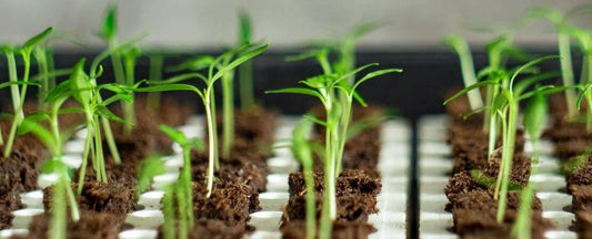 Help for Stretched Seedlings