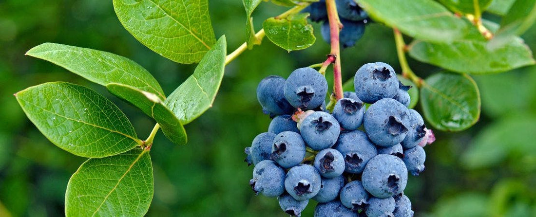 Superfoods You Can Grow at Home