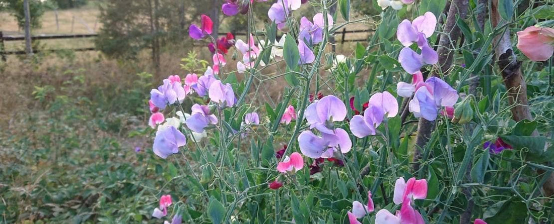 Know Before You Grow: Sweet Pea Flower Seeds